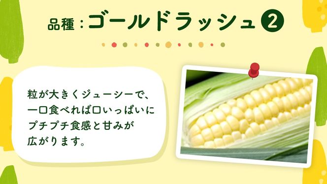 【 先行予約 2025年 6月下旬 以降発送】【 令和7年産 】【 訳あり 】 朝採り とうもろこし （ ゴールドラッシュ ） 約 6kg トウモロコシ スイートコーン コーン 野菜 産地直送 期間限定 岩田さん 昼めし旅 [AX021ya]