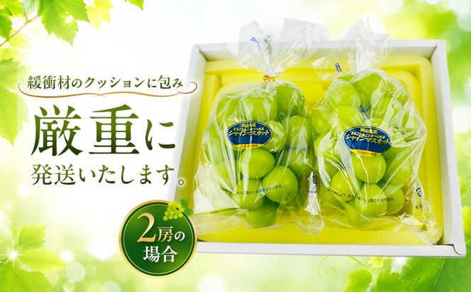 ぶどう 2026年 先行予約 赤秀ぶどう プレミアム シャインマスカット 晴王 2房 1.2kg 9月～10月発送 船穂産 赤秀品 皮ごと食べる みずみずしい 糖度保証 岡山県産 満天フルーツ