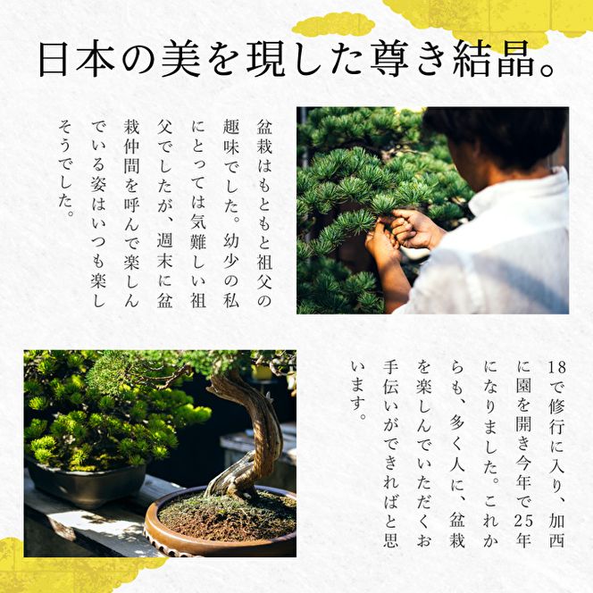 盆栽 翠松園 商品クーポン券 150,000円分 植物 観葉植物 園芸 商品券 兵庫県