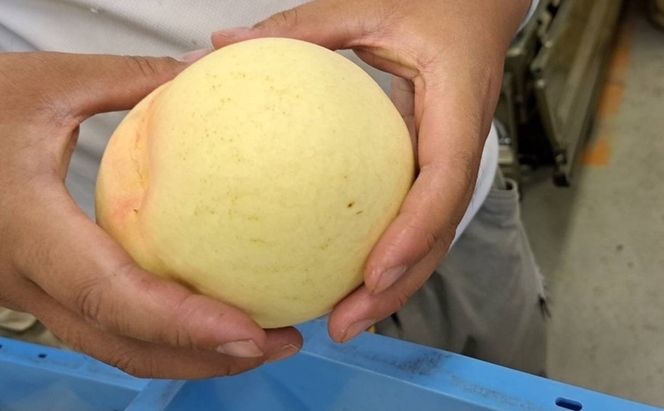 桃 2026年 先行予約  おかやま 夢白桃 今井さん家の「夢がたっぷりご家庭用」 約1.8kg 4～8玉 フルーツ 果物 岡山 赤磐市産