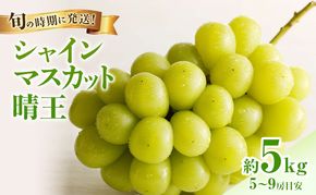 【2026年先行受付】 シャインマスカット 晴王 秀品 大房 約5kg(5～9房) 岡山県産 岡山県産 ぶどう 葡萄 ブドウ ギフト 御礼 プレゼント 御礼 御祝 御供 果物 くだもの フルーツ