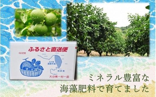 【令和8年9月初旬から発送】潮風香る町の贈り物 大分県産かぼす4kg_1816R