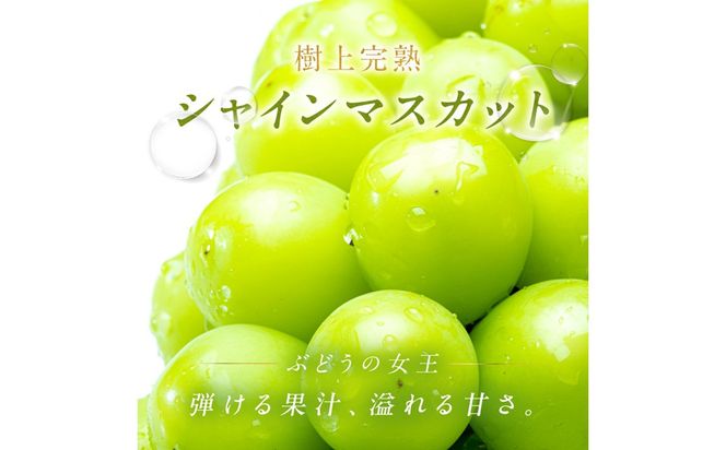 【先行予約】樹上完熟 シャインマスカット 500g（1房）（2026年9月中旬～発送） BF00022