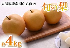 【観光農園直送！】旬の梨詰め合わせ 4kg（梨 なし ナシ 果物 フルーツ 限定）