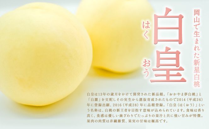 固めの 桃 2026年 先行予約 白桃 白皇 (はくおう) 5～6玉入り(約1.5kg) 贈答用 もも モモ 岡山県 赤磐市産 国産 フルーツ 果物 ギフト 