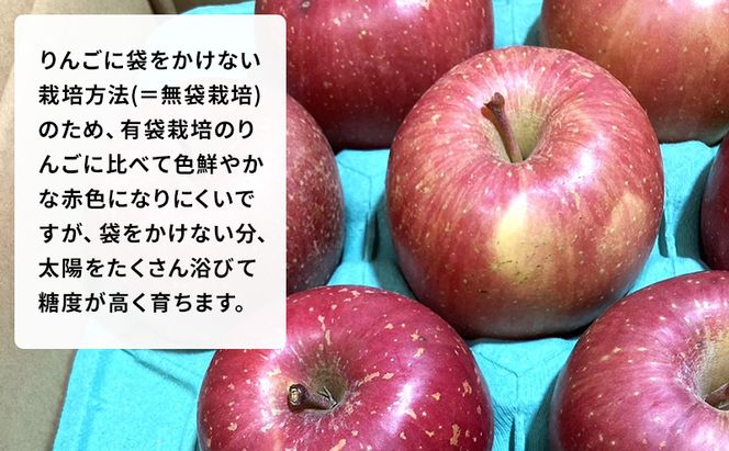 【 農家直送 数量限定 】 11～12月発送 家庭用 サンふじ 約 5kg 【 訳あり 】  果物 フルーツ 青森りんご シャキシャキ 