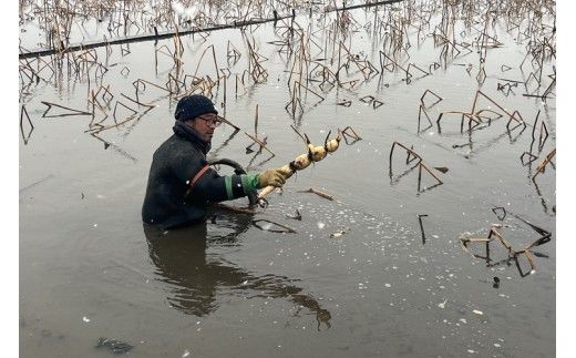 【定期便2ヶ月】 土浦市産 れんこん 1.2㎏　使いやすい小玉れんこん！ すずき蓮根農園の口福れんこん「松の小箱」 ｜ 産地直送 茨城県 レンコン 蓮根 野菜 シャキシャキ ※2026年8月～発送