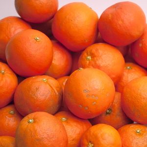 ＜4月より発送＞家庭用セミノールオレンジ10kg+250g（傷み補償分）◇【有田の春みかん】【有田産】【光センサー食べ頃出荷】【わけあり・訳あり】