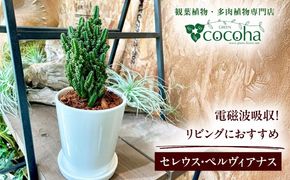 電磁波吸収サボテン 『セレウス・ペルヴィアナス(セレウスサボテン) 』 糸島市 / cocoha 観葉植物 グリーン 緑 インテリア[AWB042]