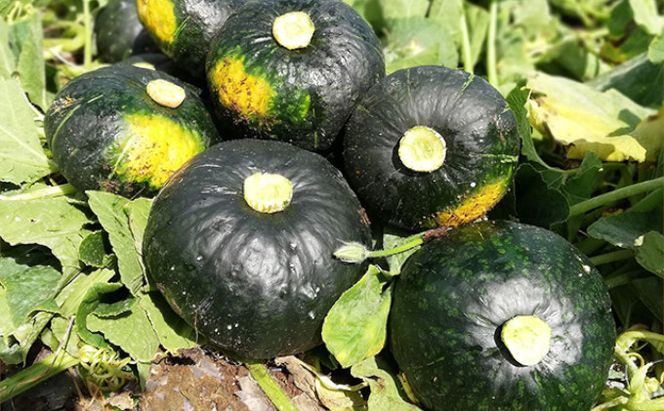 【2026年10月発送】富良野市産 かぼちゃ「ブラックのジョー」 10kg (中山農園) 野菜 南瓜