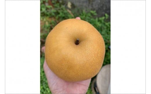 【予約受付】特別栽培米丹後こしひかり3kg＆新興梨5～6個（2027年10月上旬～発送） 国産 コラボ 米 コメ 果物 フルーツ 新興梨 梨 ナシ セット 詰め合わせ 先行予約 生産者応援 農家応援 期間限定　KU00109