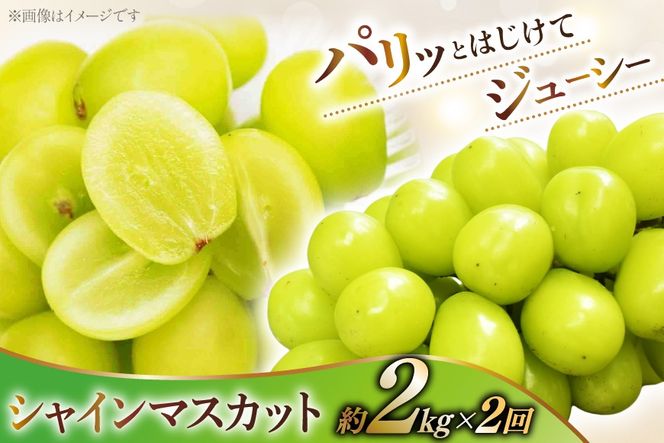 桃 約 2.0kg 2回 シャインマスカット 約 2.0kg 2回 【2027年発送】 先行予約 おごっそう 定期便4回 NS-1017 [韮崎翠緑 山梨県 韮崎市 20744990] 桃 シャインマスカット もも シャイン マスカット ぶどう 葡萄 くだもの 果物 フルーツ