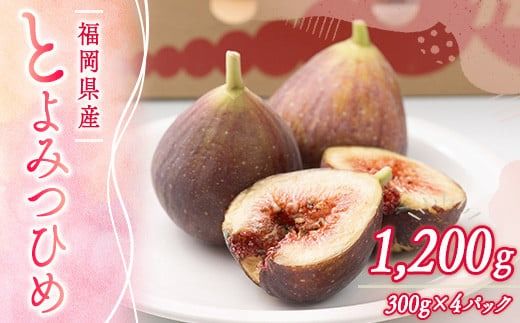いちじく とよみつひめ 300g 4p 1.2kg 【期間限定発送】 [南国フルーツ 福岡県 宇美町 um40azo970027] 先行予約 イチジク 無花果 フルーツ 果物 くだもの 果実 甘い あまい