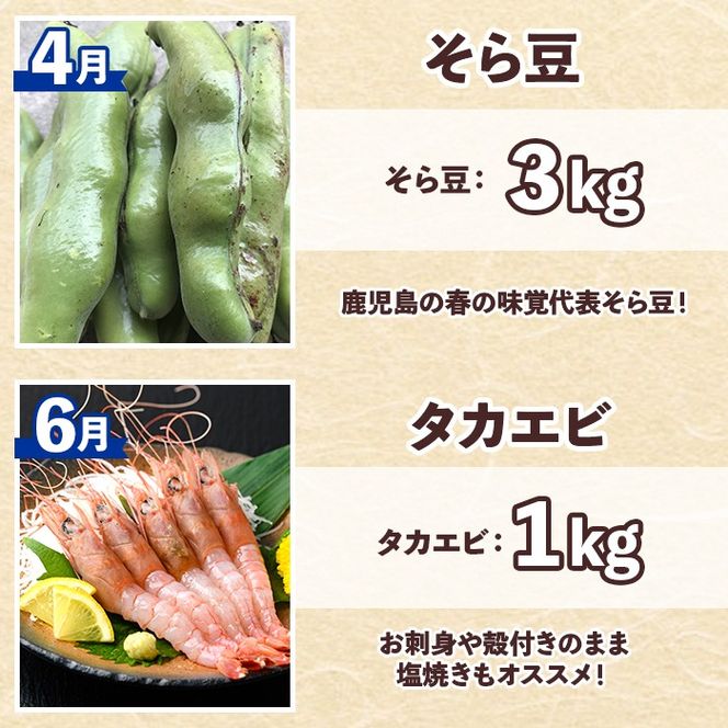 ＜定期便・全6回(偶数月)＞阿久根市の山の幸・海の幸！不知火・そら豆・タカエビ・メロン・伊勢えび・ぼんたんなど)国産 柑橘 みかん フルーツ 果物 魚介 頒布会【松永青果】akn053-38