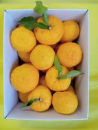 【2025年発送分】ゆず（優良品）フルーツとして食べられるゆず 約2.4kg 11月以降発送予定　えぐみの無い柚子本来の味　ゆず 柚 ユズ 柚子 生ゆず 生ユズ