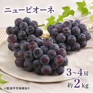 ニュー ピオーネ 3～4房 約2kg 高梁市産 2026年 先行予約 しばくらぶどう園 葡萄 フルーツ 岡山 果物 