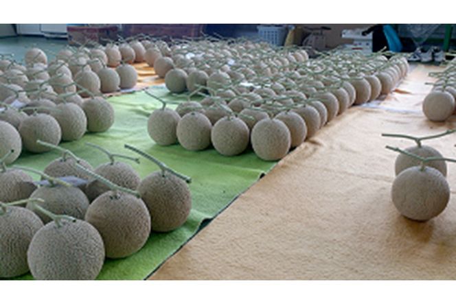 【数量限定】京都丹後産 セリーヌメロン 1玉入り（2026年7月～発送） 国産 旬 アールスメロン めろん ふるさと 納税 メロン 青肉 ふるさと 納税 期間限定 ふるさと 納税 フルーツ くだもの 果物　AM00716