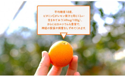 【田口ファミリーファーム】皮ごとぱくっと!完熟きんかん3L　40玉(約1kg)(2026年2月中旬発送開始) N053-YZA157