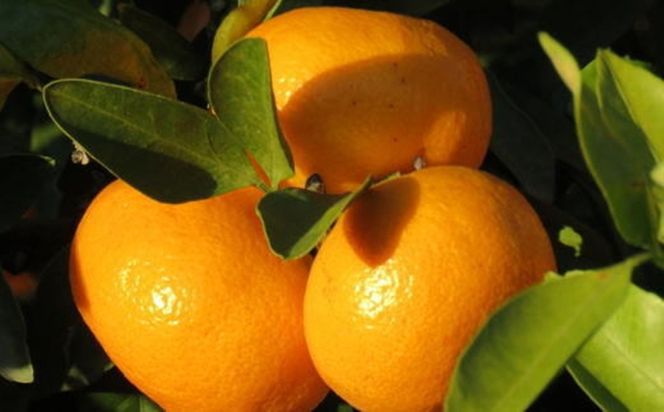 【有田のブランドみかん】田村みかん 大玉 約9kg (3Lサイズ)