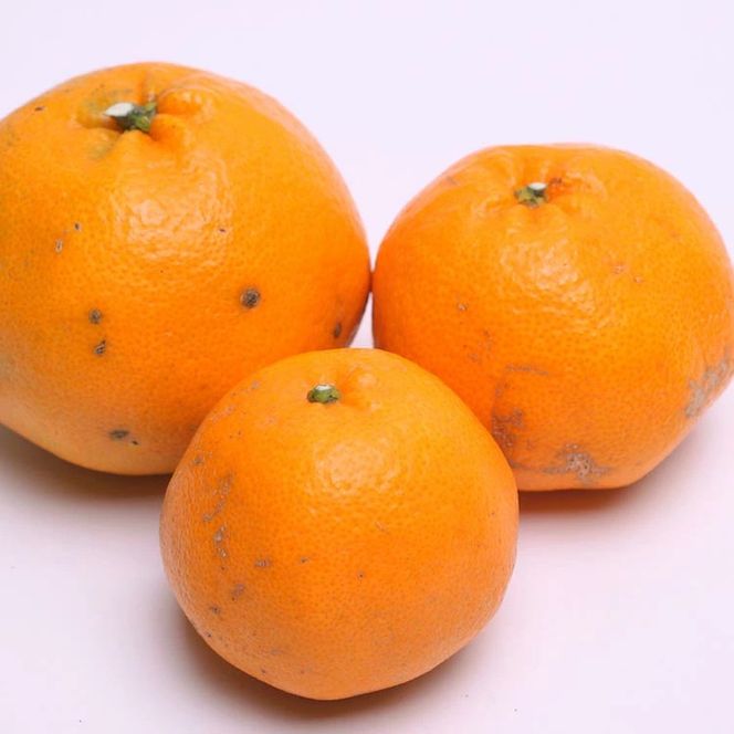 ＜2月より発送＞家庭用はるみ5kg+250g（傷み補償分） ｜ わけあり 訳あり ワケアリ デコポンの姉妹品種・新食感春みかん【光センサー選別】