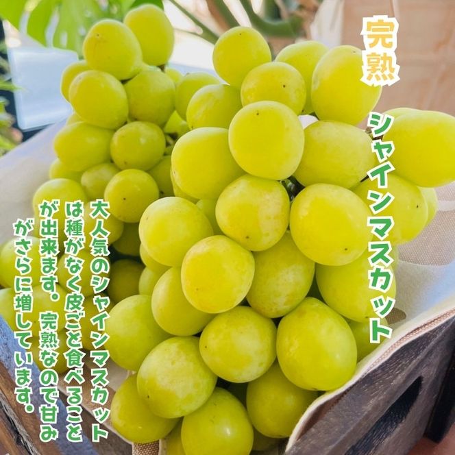 ［先行予約・2026年発送］朝採れ完熟シャインマスカットと和梨 贅沢セット 約3kg  AO069