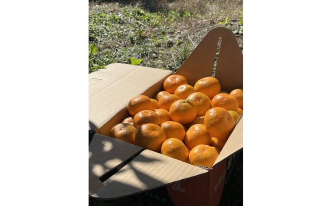 有田みかん L 5kg 贈答用 乳酸菌栽培  	CX029