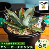 鹿嶋市産 実生アガベ・パリー ホーチエンシス（吉祥天）6号鉢【アガベ パリー ホーチエンシス 多肉植物 鉢 茨城県 鹿嶋市 】（KCP-17-b）
