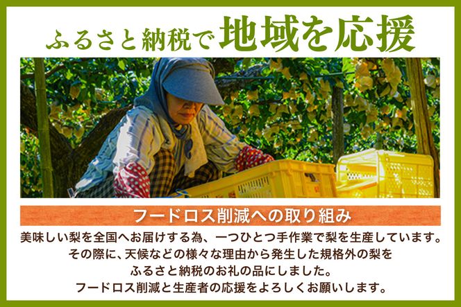 《2026年産 先行予約》【梨 二十世紀梨 香住梨 3kg ご自宅用 優品（Bランク）L～5Lサイズ混合6～10玉】【令和8年8月下旬以降発送予定】 梨 20世紀梨 香住梨 シャキシャキ 甘味 瑞々しさ 香住梨 フルーツ 果物 ご家庭用 なし ナシ 和梨 青梨 大人気 おすすめ ランキング 兵庫県 香美町 香住 JAたじま たじまんま 76-03