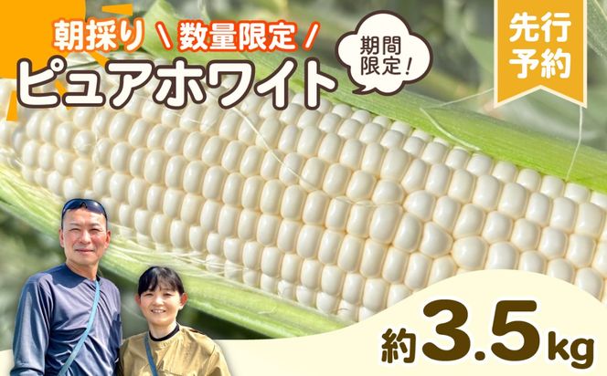 y錧㒬zys\ 2026N6{ȍ~ zy ߘa8NY zyʌẑ  Ƃ낱 sAzCg 3.5kg gERV Ԍ Â H [AX059ya]