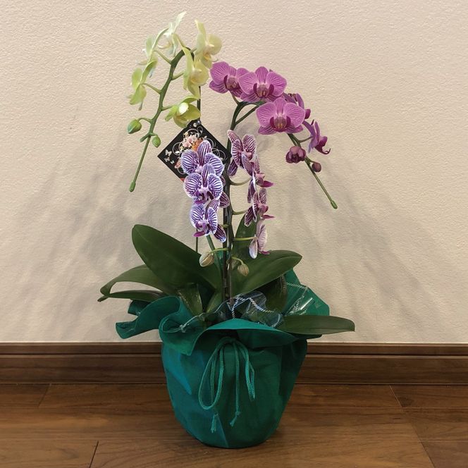 おまかせミニ胡蝶蘭（3本寄せMIX）【お花 花 コチョウラン 胡蝶蘭 蘭 ラッピング 贈り物 プレゼント 誕生日 お祝い 誕生日 母の日 父の日 敬老の日 鹿嶋市 茨城県】（KAR-9）