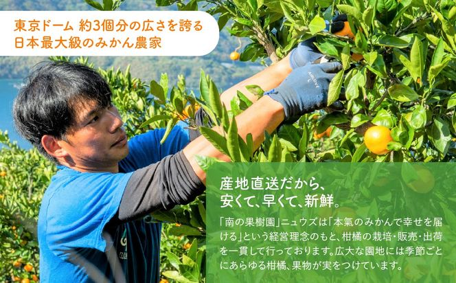 【先行予約】キウイフルーツ（生果）3kg（2026年11月上旬より順次発送） IKTF024