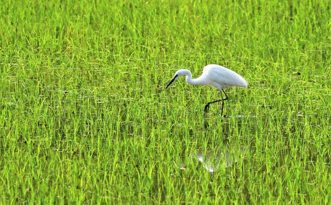 【定期便／6ヶ月】魚沼産川西こしひかり5kg