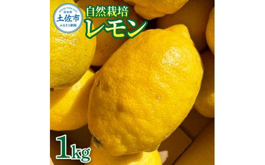 【先行予約】自然栽培レモン 1kg 〈2026年9月1日～2027年4月30日発送〉レモン 檸檬 れもん 1キロ 自然栽培 柑橘類 柑橘 フルーツ 果物 くだもの レモネード 塩レモン はちみつレモン レモンスカッシュ【有限会社四万十くじら】