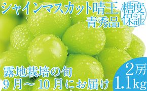 2026年 先行予約受付中 シャインマスカット晴王2房 約1.1kg 岡山県産 種無し 皮ごと食べる みずみずしい 甘い フレッシュ 瀬戸内 晴れの国 おかやま 果物大国 ハレノフルーツ