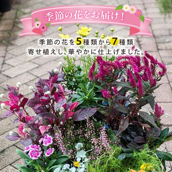 ガーデニング　季節の寄せ植え［142F01］