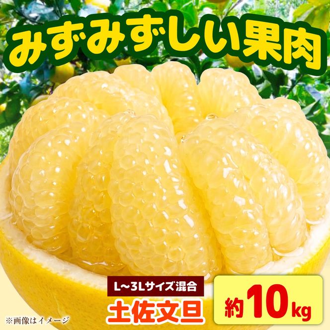 【先行予約】土佐文旦 家庭用 約10kg （L～3Lサイズ混合：17～24玉入り） 文旦 ぶんたん ブンタン 柑橘 フルーツ デザート 果物 ご当地 人気 名産＜2027年1月中旬～順次発送＞【玉木農園】