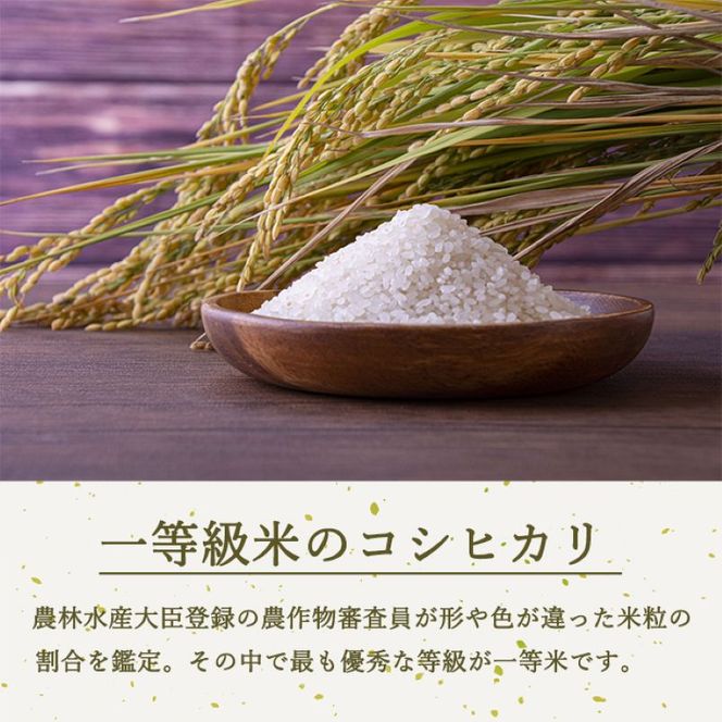 定期便 4ヶ月 ベストファーマーズ賞受賞 コシヒカリ 玄米 2kg 無農薬 無添加 令和８年産 お米 チャック付 チャック 小分け 少量 少量パック 白米 精米 一等米 産地直送 送料無料 長野 定期 4回