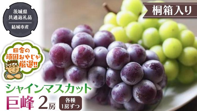 【 桐箱入り 】 シャインマスカッ トと 巨峰 （各種1房ずつ） 【2026年8月から発送開始】（茨城県共通返礼品 [ぶどう]：結城市産） シャインマスカット 巨峰 ぶどう 果物 フルーツ 季節 旬 [BI396-NT]