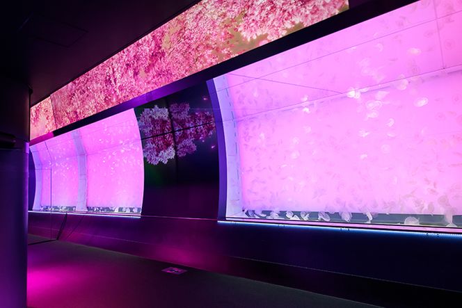 アクアワールド茨城県大洗水族館 年間パスポート 大人1名 小・中学生1名 大洗 チケット 券 アクアワールド 水族館