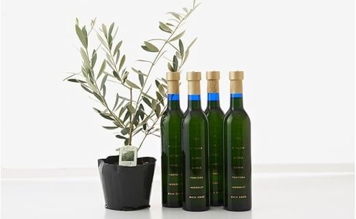 EXV.オリーブオイル　トルトサ1本入箱×4セット＆オリーブの苗木セット