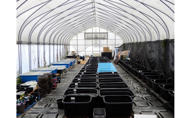 讃岐のめだかの特選めだか ミックスヒレ長めだか5ペア 372013_EX023