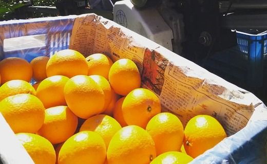 【先行予約】Saito Orange Farmの清見タンゴール5kg ｜ 柑橘 みかん ミカン フルーツ 果物 愛媛　※離島への配送不可　※2025年3月下旬頃より順次発送予定