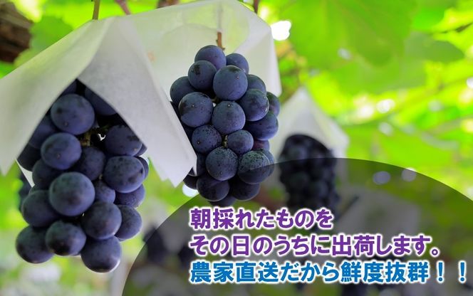 テレビで紹介されました！【先行予約】【令和8年発送】農家直送！ 新鮮！ 朝づみぶどう BKシードレス 種なし 約1kg 約1.5kg 約2kg フルーツ 果物 贈答 大分県産 採れたて_2657R