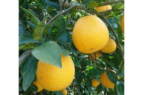 【先行受付】【数量限定】【家庭用】河内晩柑（生果）8kg（2026年5月中旬頃より順次発送） IKTQ008