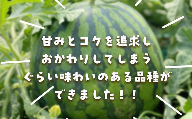 【先行予約・2027年6月下旬頃より発送】娘SUN 2玉 SMAF006