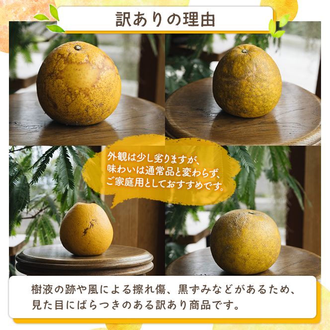 ＜先行予約受付中！2027年3月中旬以降順次発送予定＞訳あり 河内晩柑(S～L・18個・約6kg) 柑橘 フルーツ 果物 国産 みかん 期間限定 数量限定 【株式会社土曜日】akn069-13