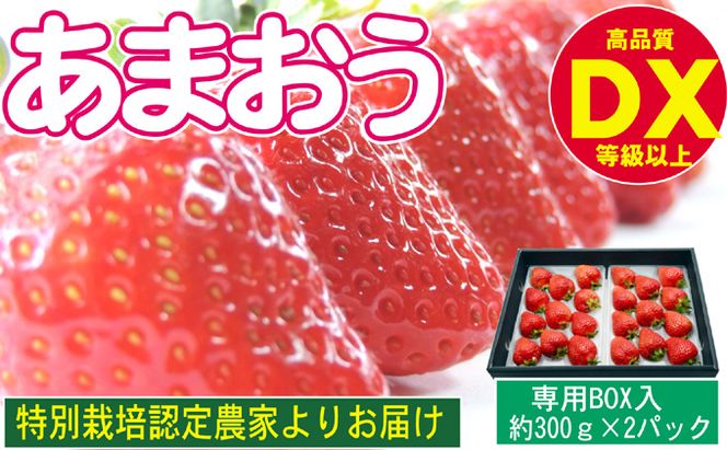 あまおう DX等級以上 約300g×2パック ※配送不可：北海道・東北・沖縄・離島 果物 苺 フルーツ デザート 旬 大粒 中玉 大玉 旬のあまおう 福岡の特産品 