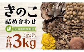 【 3ヶ月連続定期便 】きのこ の 詰め合わせ Sサイズ ( 約1kg ) （茨城県共通返礼品：城里町） キノコ セット 野菜 低カロリー ダイエット デトックス バラエティ セット 新鮮 [DY005us]