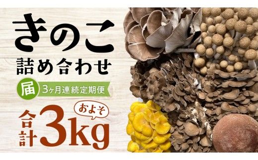 【 3ヶ月連続定期便 】きのこ の 詰め合わせ Sサイズ ( 約1kg ) （茨城県共通返礼品：城里町） キノコ セット 野菜 低カロリー ダイエット デトックス バラエティ セット 新鮮 [DY005us]