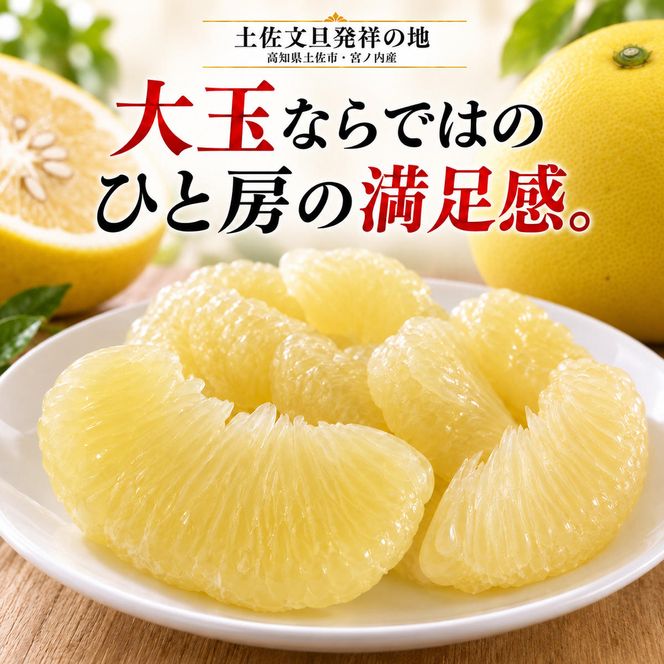 土佐文旦 大玉 20kg (10kg×2箱) 家庭用 日本ギフト大賞受賞 文旦発祥の地 園主こだわり 3L～2L 高知県土佐市産 高知県産 国産 20キロ ぶんたん ブンタン みかん 柑橘類 高級フルーツ 果物 産地直送 お取り寄せ ギフト 季節限定 先行予約 やの一果彩[BQAC008]